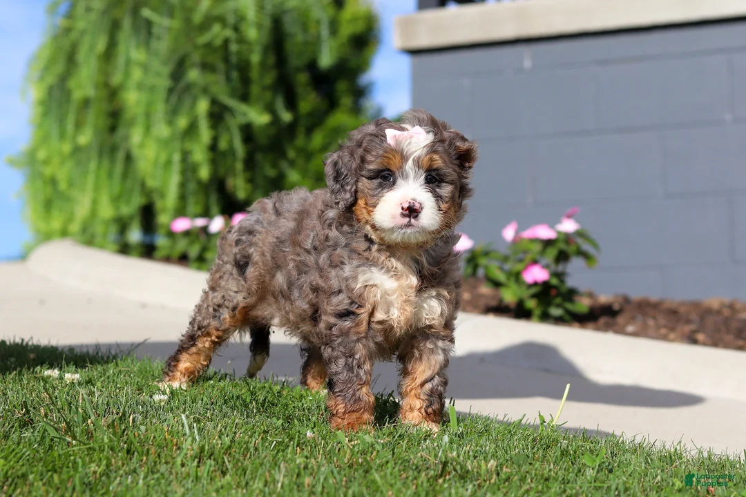 Mini Bernedoodle dogs for sale: Milk Dud - Ad 2
