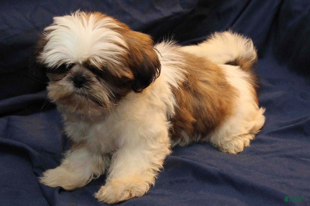 Shih Tzu dogs for sale: Romeo - Ad 4