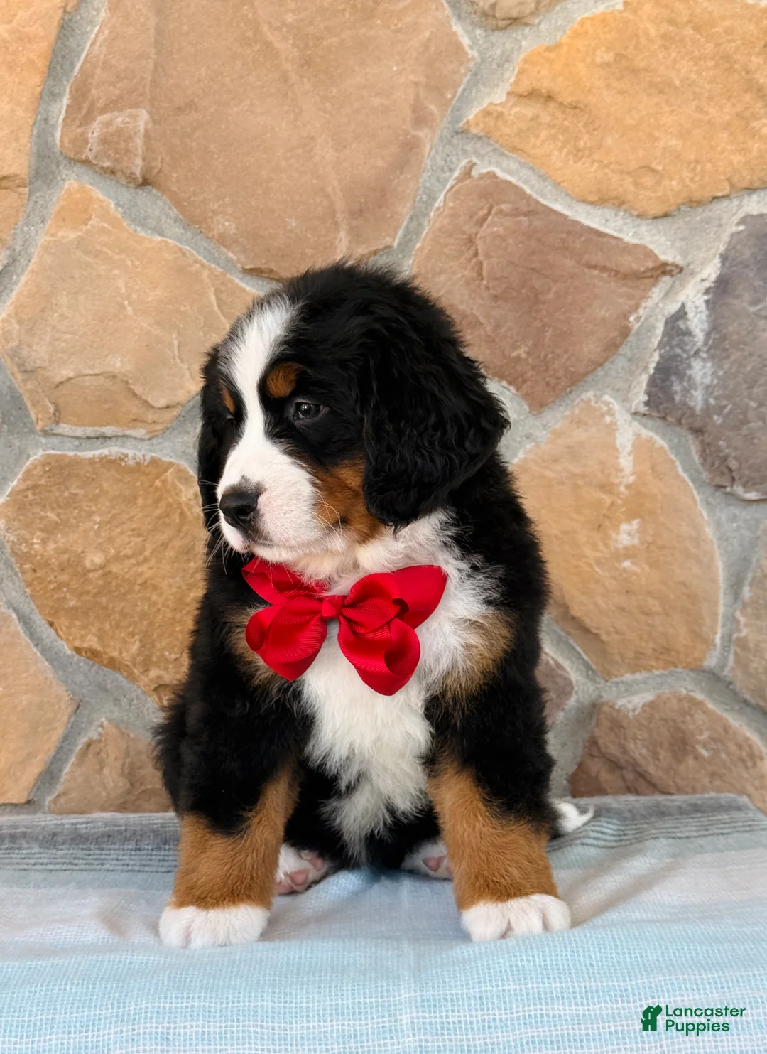 Bernese Mountain Dog dogs for sale: Rocket - Ad 3