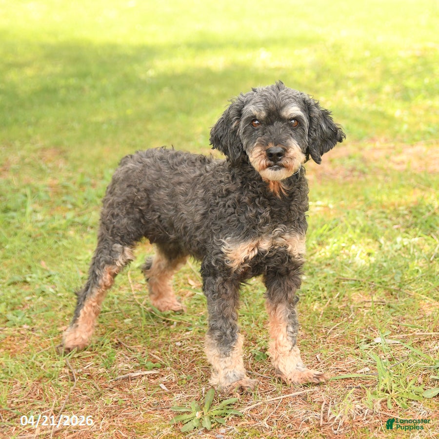 Miniature Poodle dogs Carli - Ad 1