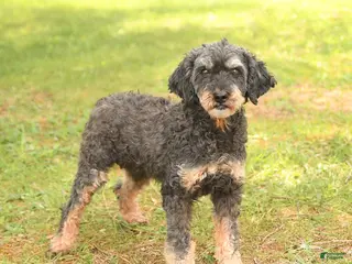 Miniature Poodle dogs for sale: Carli - Ad 2