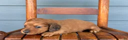 Miniature Dachshund dogs for sale: Satin - Ad 1