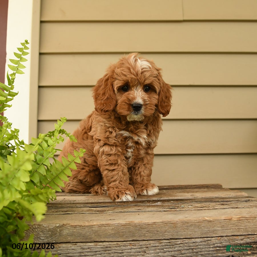 Cavapoo dogs Cuddles - Ad 2