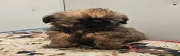 Mixed Breed dogs for sale: Mixed Breed Puppy 1 - Ad 4