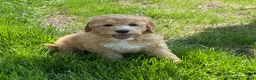 Mini Goldendoodle dogs for sale: Sparky Mini Goldendoodle Puppy  - Ad 2