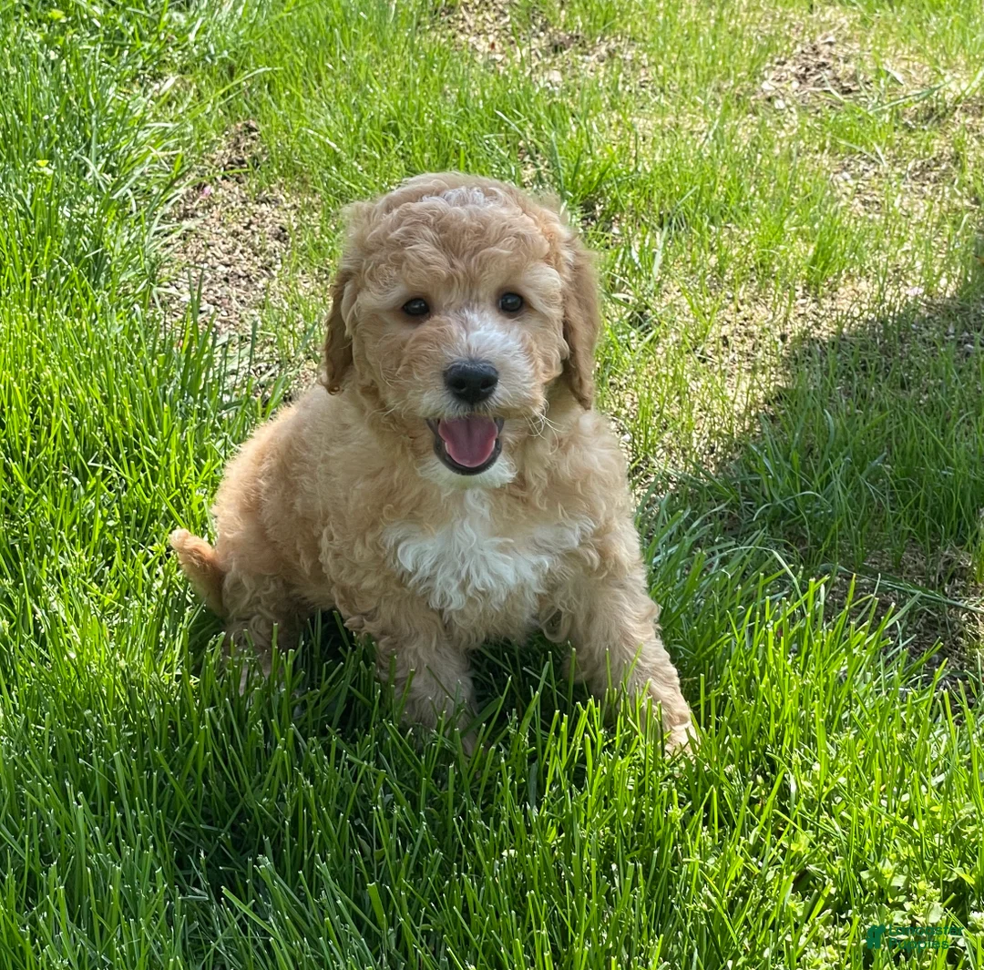 Mini Goldendoodle dogs for sale: Sparky Mini Goldendoodle Puppy  - Ad 2
