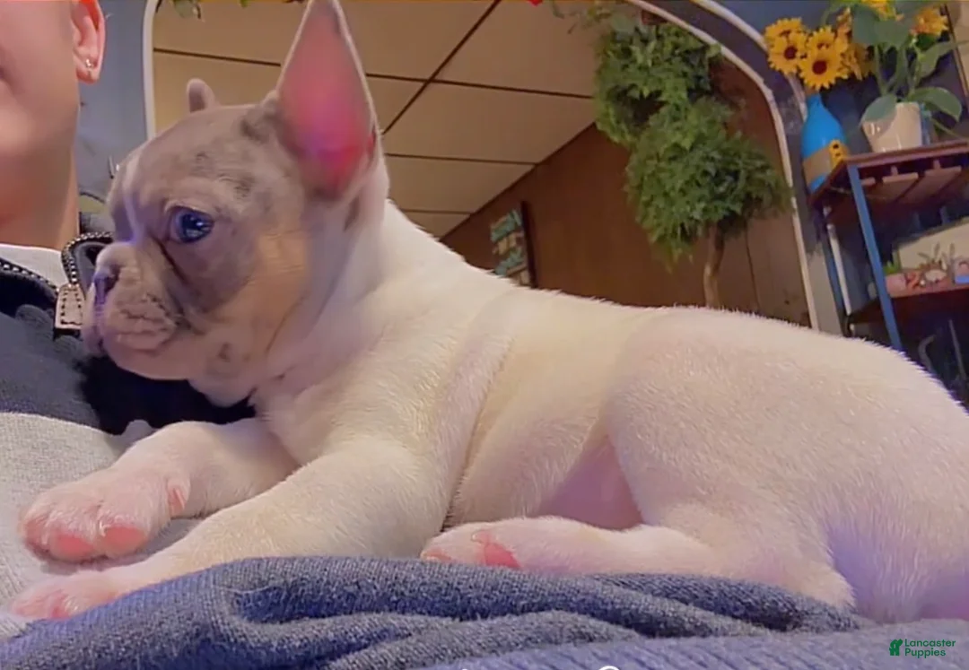 French Bulldog dogs for sale: Cupid  - Ad 1