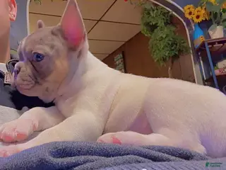 French Bulldog dogs Studly - Ad 4