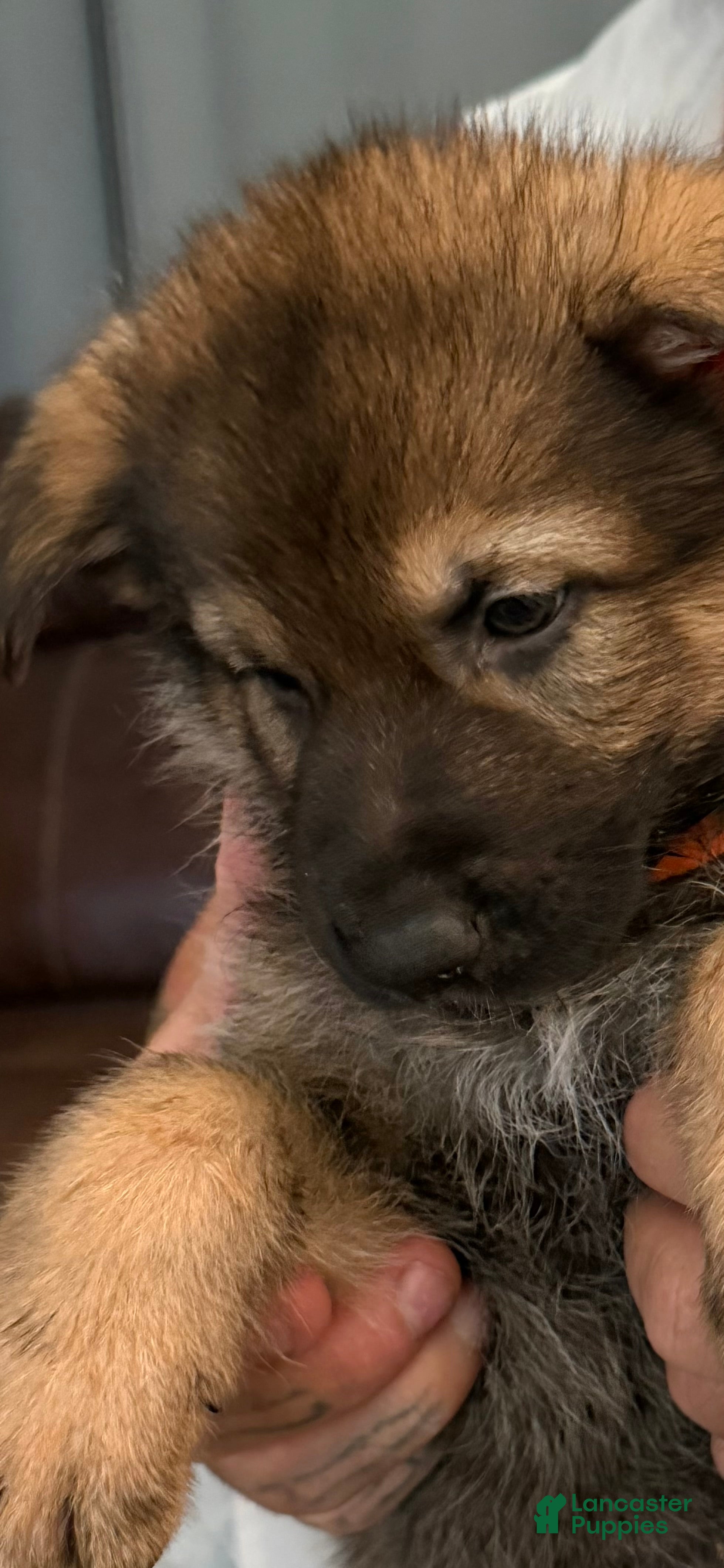 German Shepherd dogs German Shepherd 1 - Ad 17