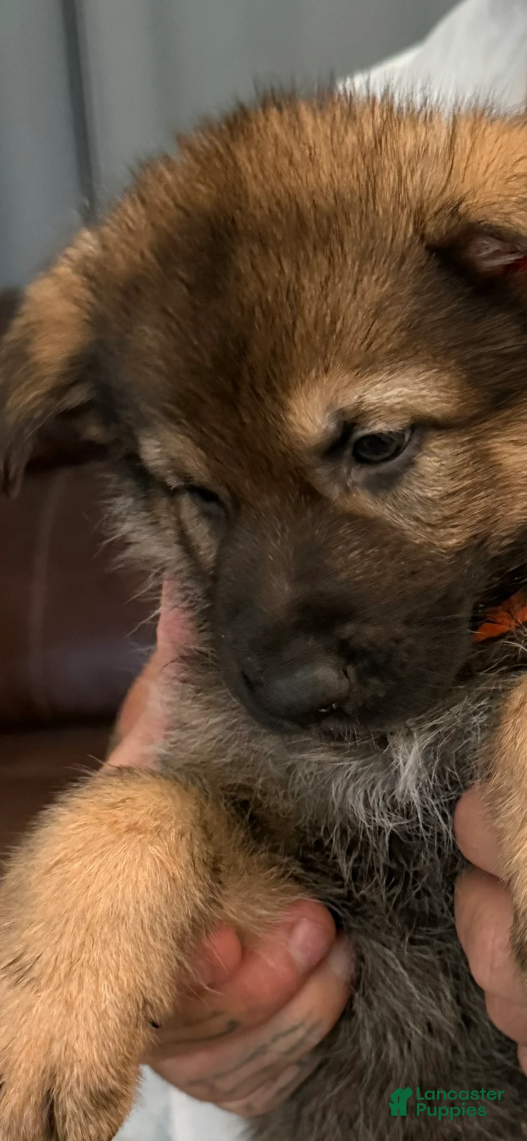 German Shepherd dogs for sale: German Shepherd 1 - Ad 1