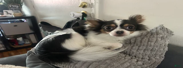 Pudgie 