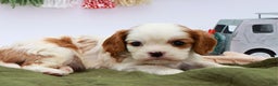 Cavalier King Charles Spaniel dogs for sale: Mack - Ad 5