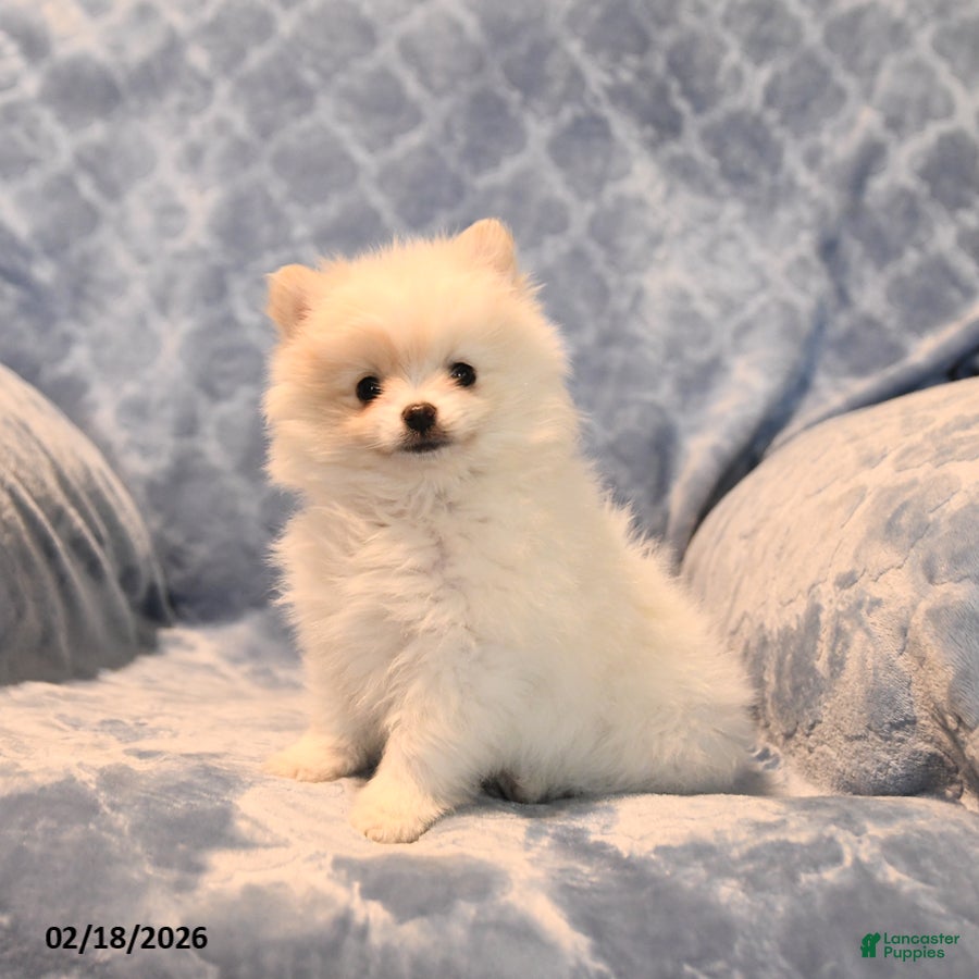Pomeranian dogs Jesse - Ad 1