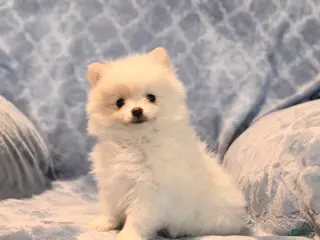 Pomeranian dogs for sale: Jesse - Ad 2
