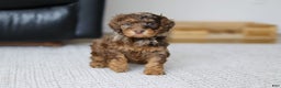 Cockapoo dogs for sale: Angela - Ad 7