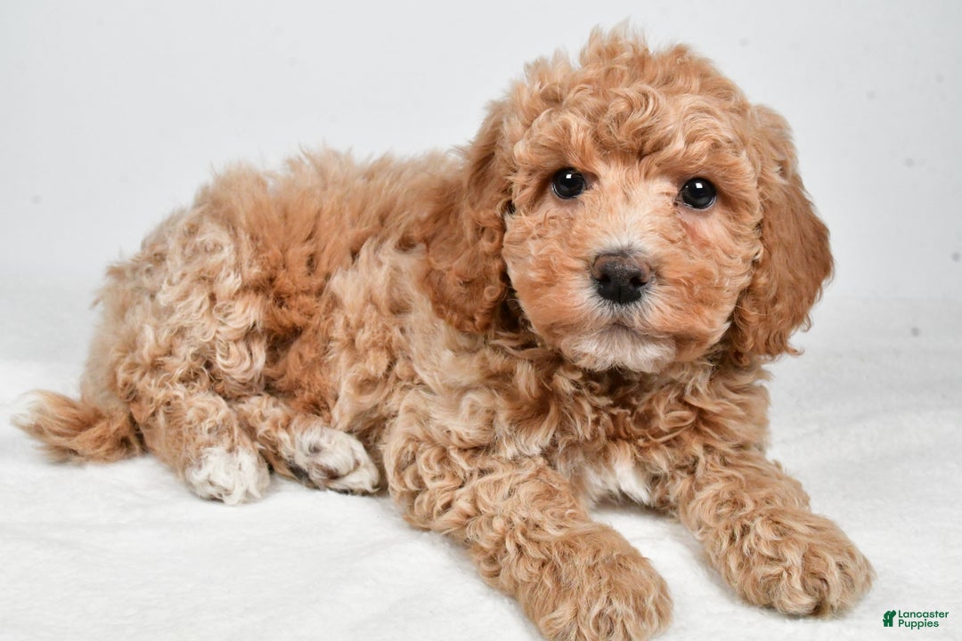 Bichpoo dogs for sale: Teddy - Ad 7
