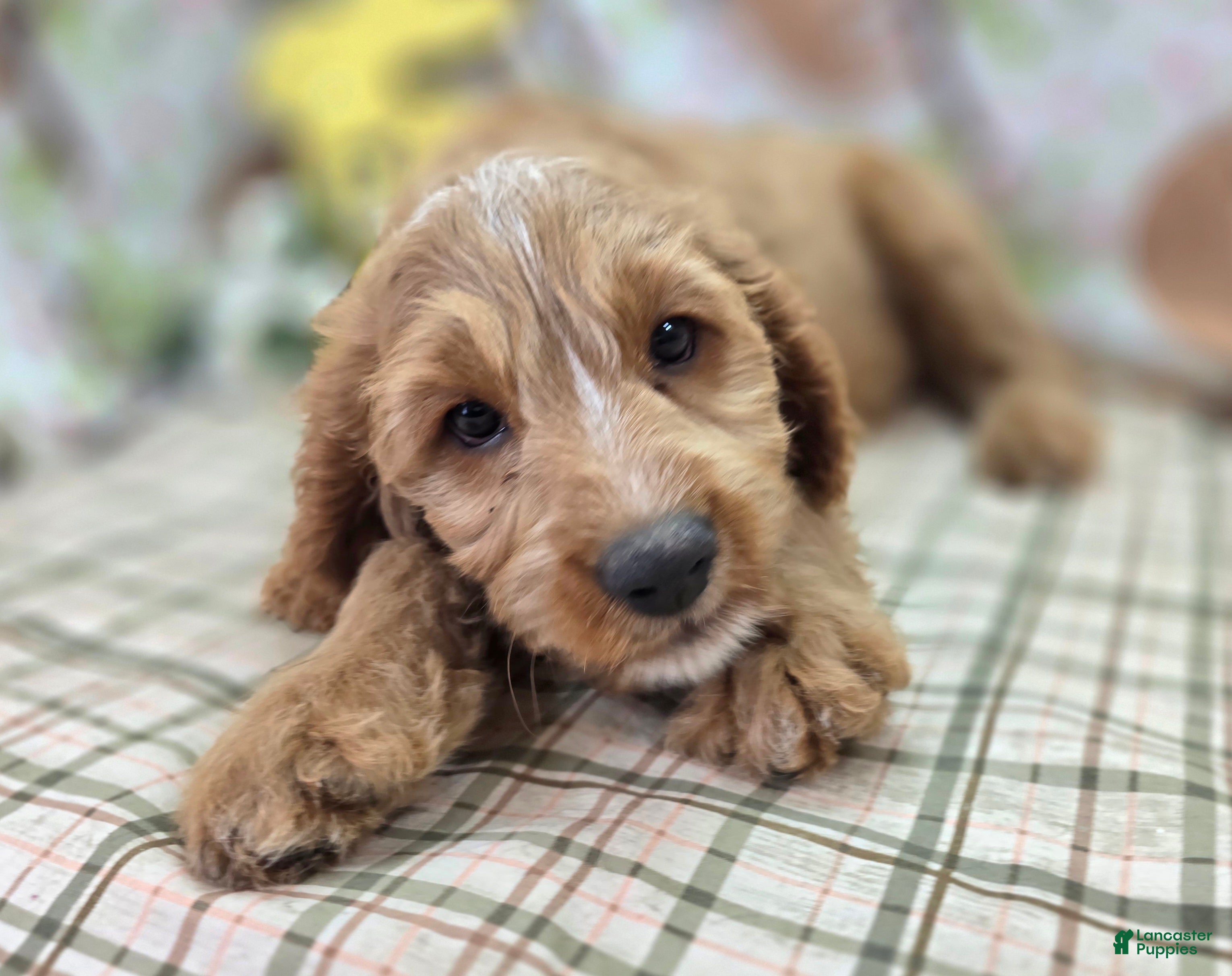 Cavapoo dogs Glacier - Ad 13