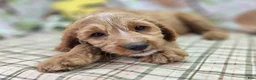 Cavapoo dogs for sale: Glacier - Ad 24