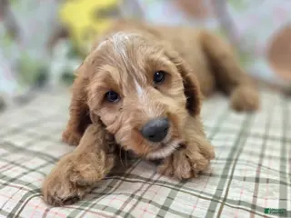 Cavapoo dogs Glacier - Ad 11