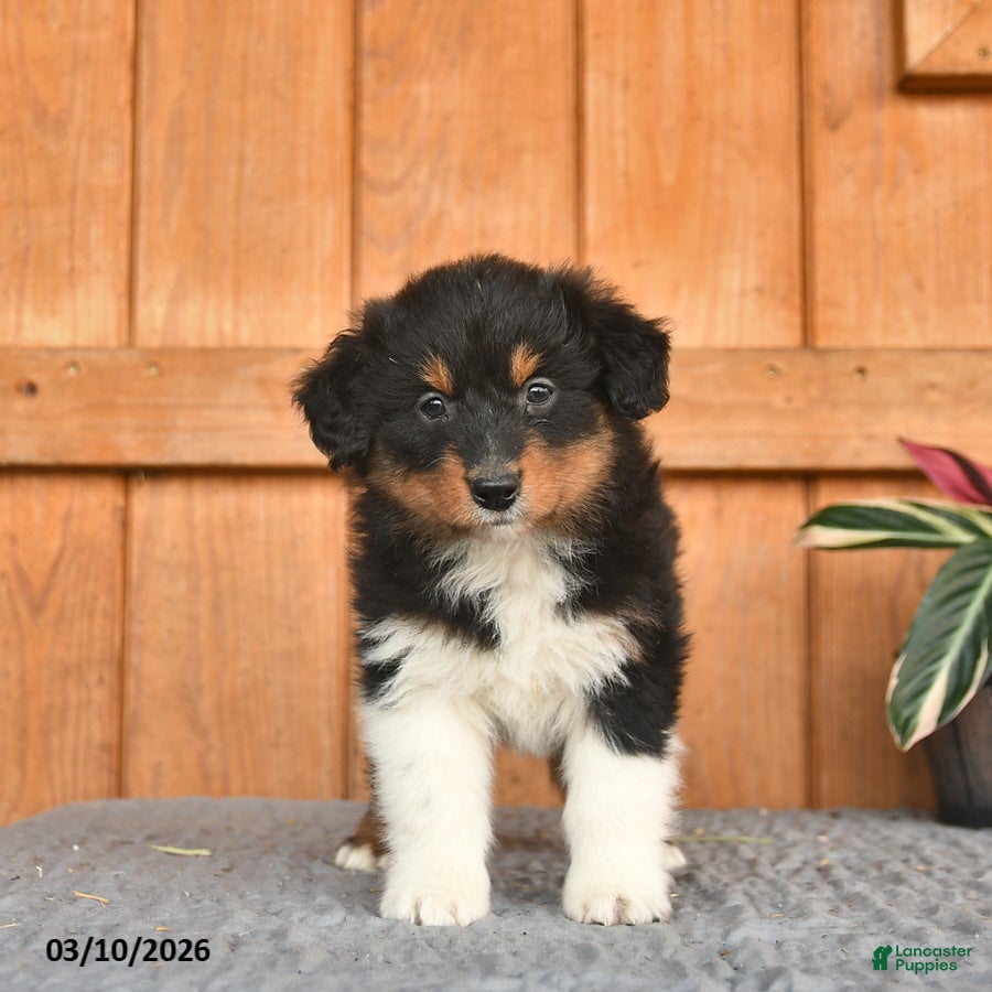 Australian Shepherd dogs Anthony  - Ad 1