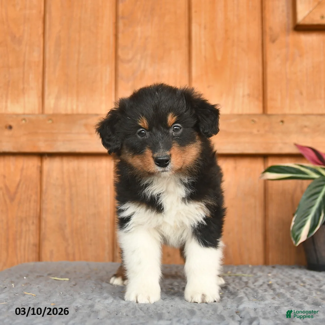 Australian Shepherd dogs for sale: Anthony  - Ad 1
