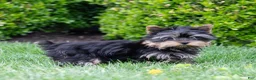 Yorkshire Terrier dogs for sale: Willy Yorkshire Terrier Puppy  - Ad 11