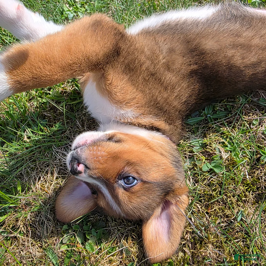 Mixed Breed dogs for sale: Mixed Breed Puppy 2 - Ad 1