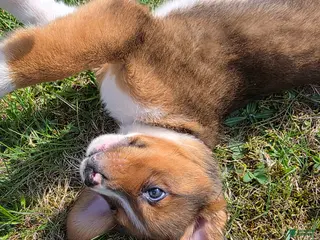 Mixed Breed dogs for sale: Mixed Breed Puppy 2 - Ad 3