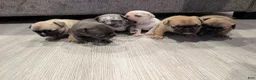 French Bulldog dogs for sale: French Bulldog Girl - Ad 8