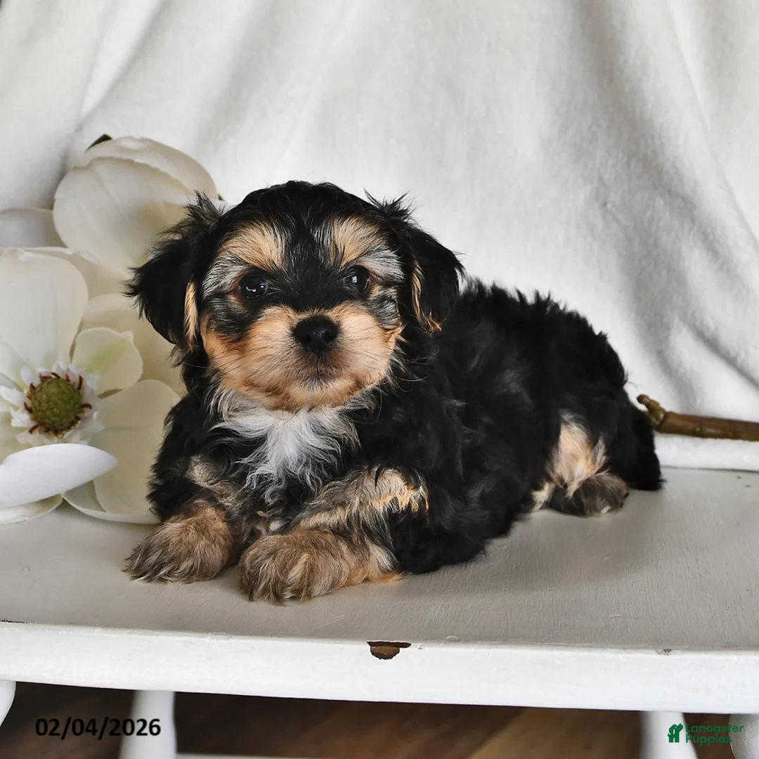 Morkie dogs for sale: Buddy - Ad 1