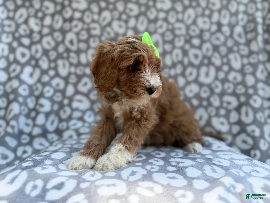 Cavapoo dogs for sale: Willow - Ad 5