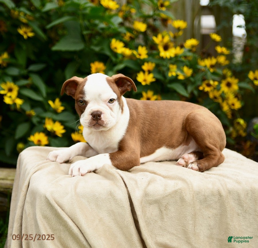 Boston Terrier dogs Marshmallow - Ad 28