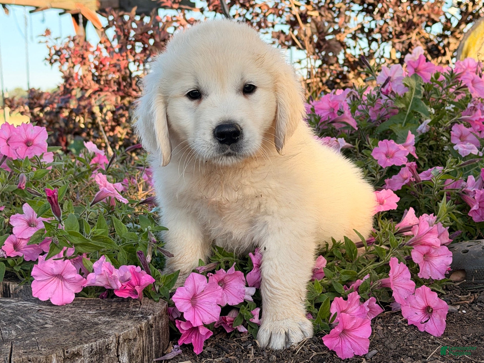 Benny (Golden Retriever, Male) in Fountain City, IN