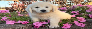 Benny 