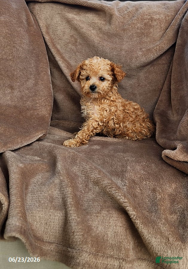 Toy Poodle dogs Copper - Ad 1