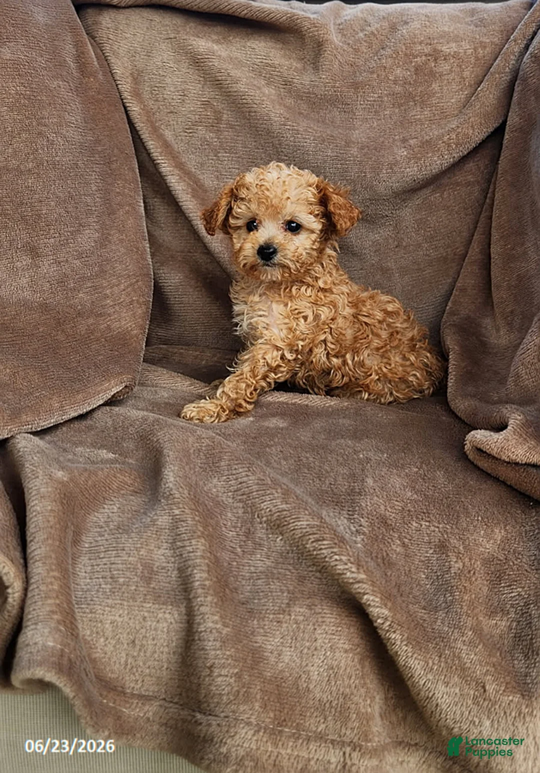 Toy Poodle dogs for sale: Copper - Ad 1