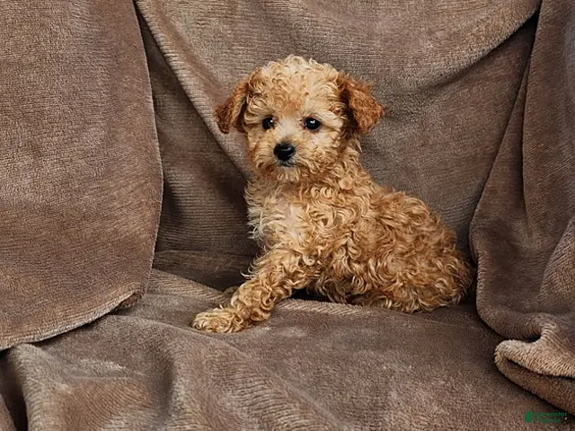 Toy Poodle dogs for sale: Copper - Ad 1