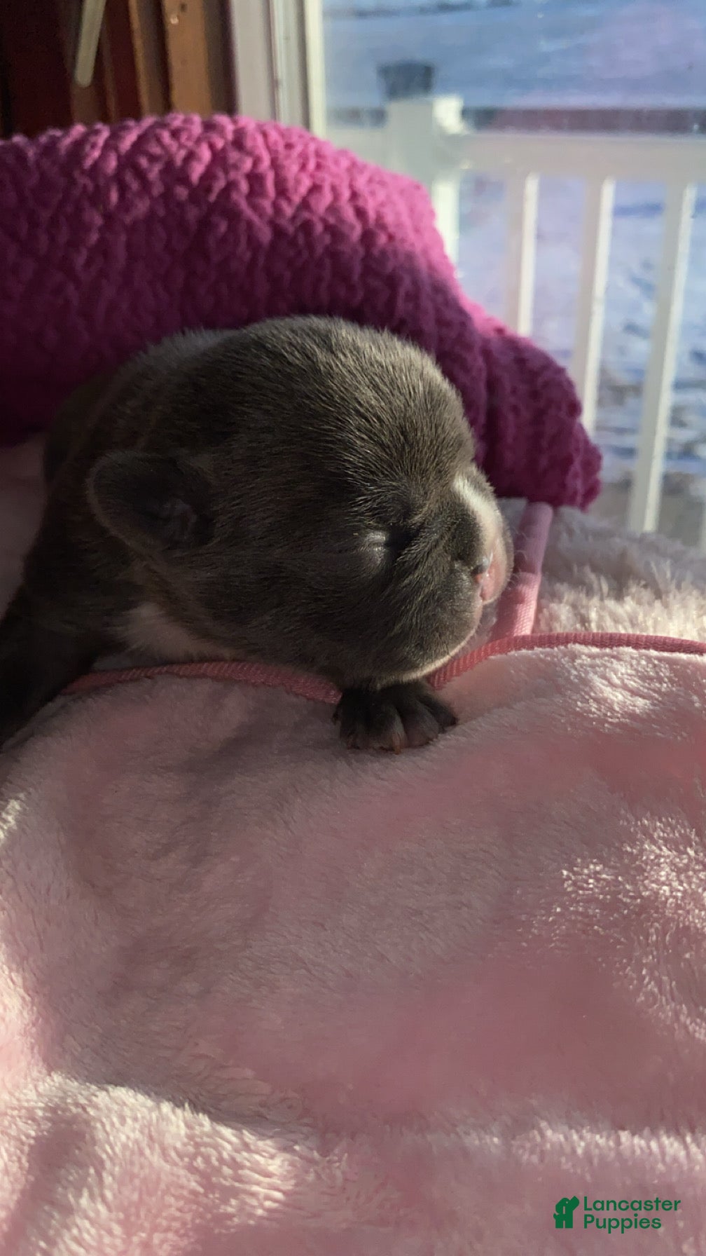 French Bulldog dogs French Bulldog Puppy 4 - Ad 9