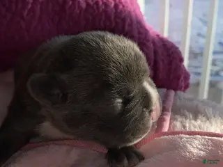 French Bulldog dogs French Bulldog Puppy 4 - Ad 9