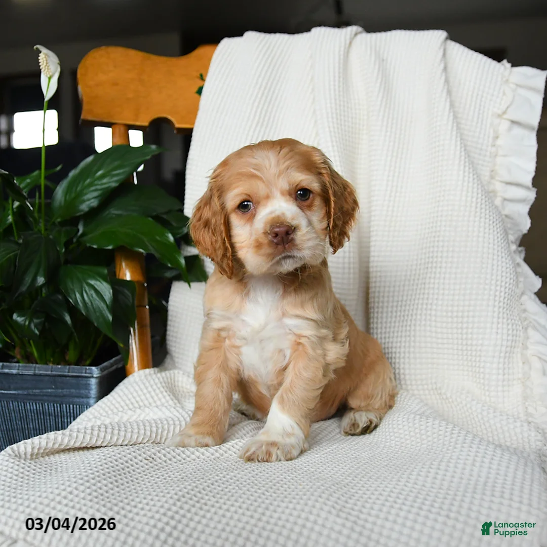 English Cocker Spaniel dogs for sale: Mia   - Ad 1