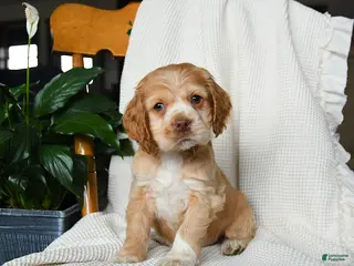 Cocker Spaniel dogs for sale: Mia - Ad 3