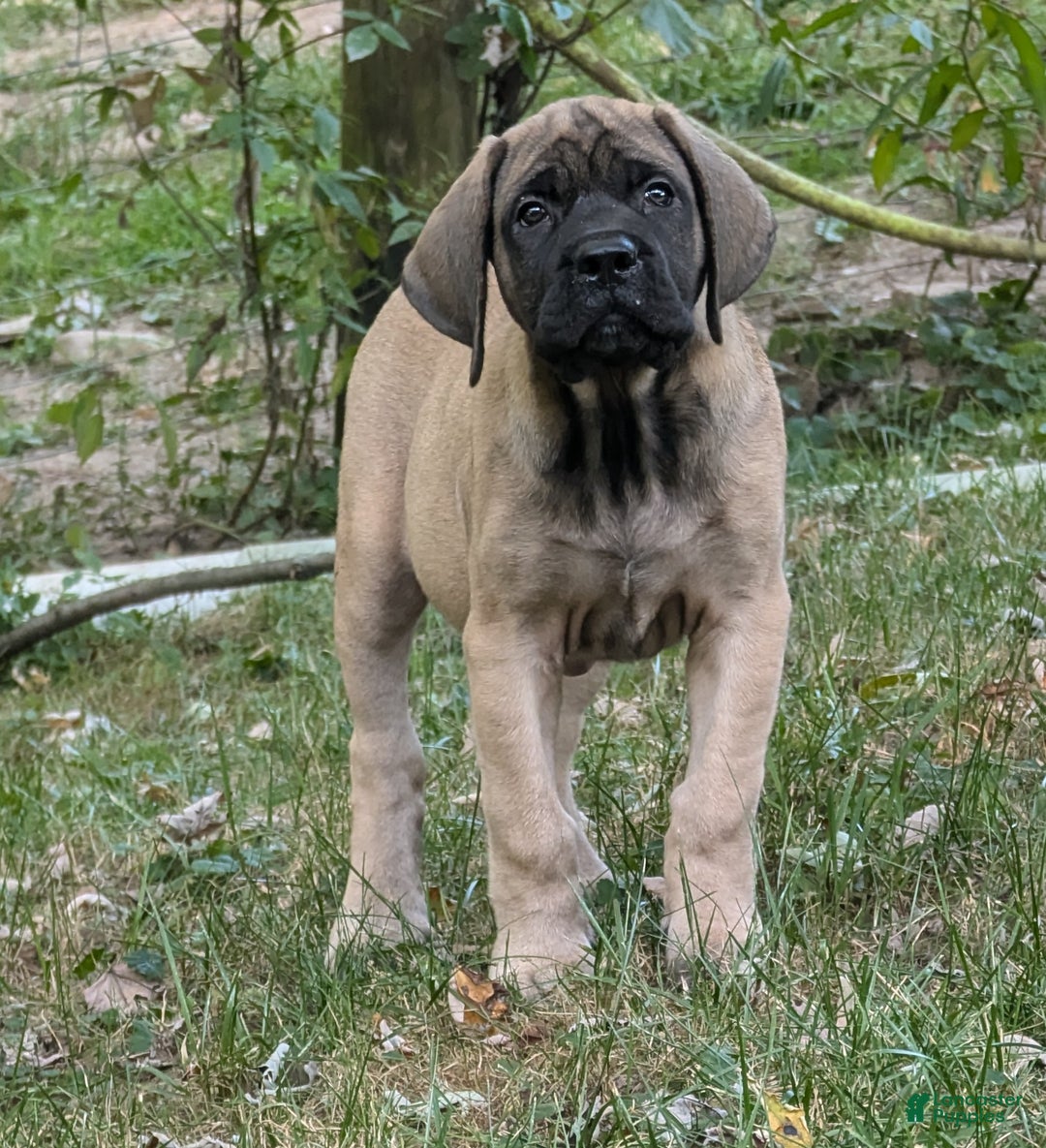 Blue Spanish Mastiff Price Brindle Mastiff Dow Mastiffs Neapolitan