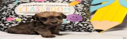 Mixed Breed dogs for sale: Binkles  - Ad 3