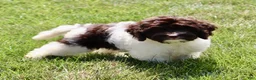 Cockapoo dogs for sale: Atlas - Ad 4