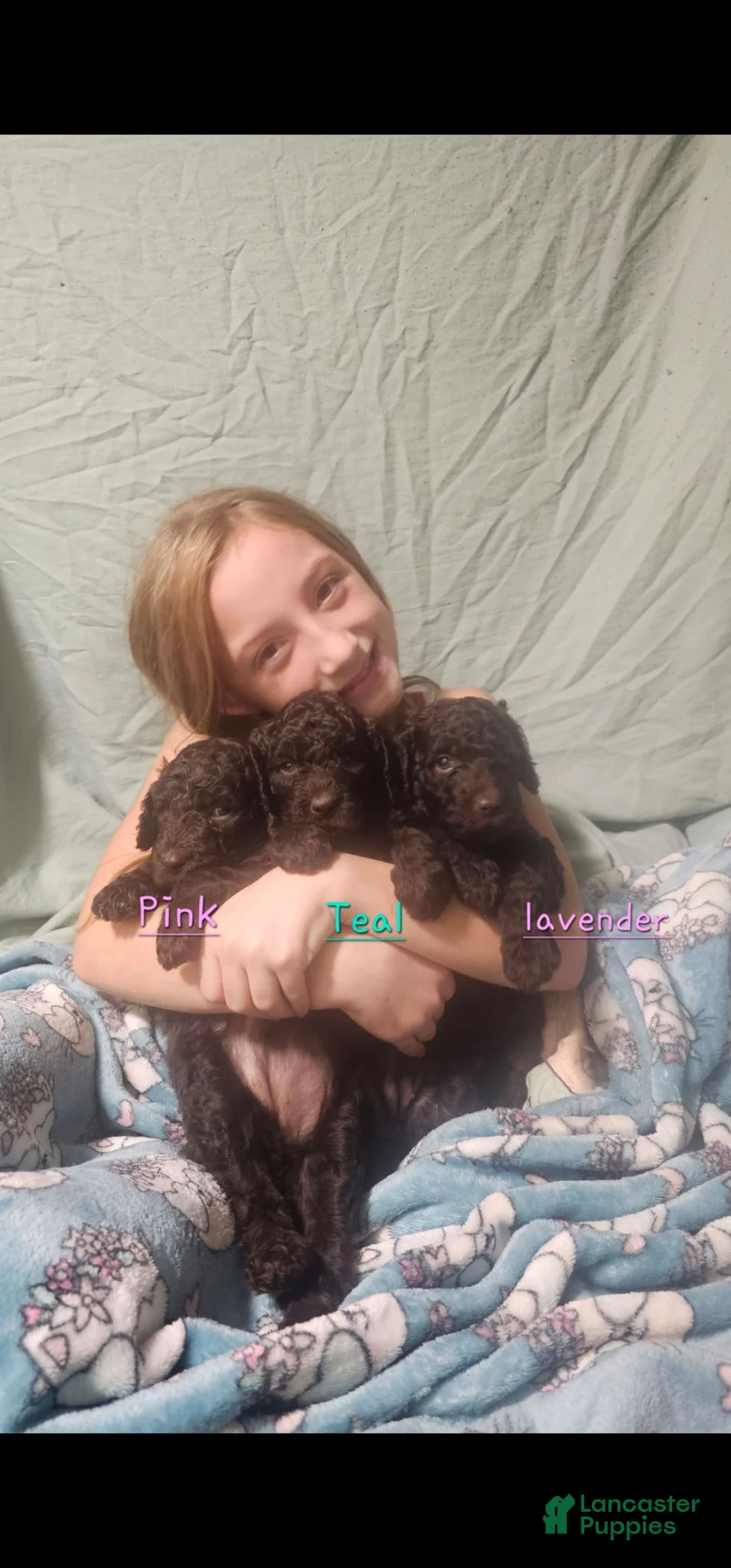 Standard Poodle dogs for sale: Josie - Ad 5