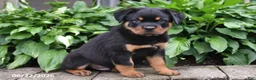 Rottweiler dogs for sale: Marshall - Ad 5