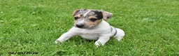 Jack Russell Terrier dogs for sale: Pepper - Ad 4