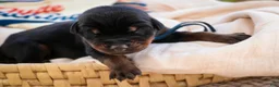 Doberman Pinscher dogs for sale: Malcolm - Ad 2