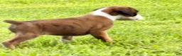 Boxer dogs for sale: IVY - Ad 3