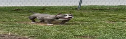 American Bully dogs for sale: Bliss  - Ad 5
